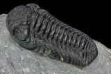 Detailed Austerops Trilobite - Nice Eye Facets #108483-4
